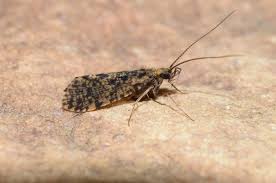 Attēlu rezultāti vaicājumam “Potamophylax”