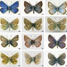 Attēlu rezultāti vaicājumam “Vacciniina optilete underside”