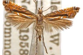 Attēlu rezultāti vaicājumam “Glyphipterigidae”