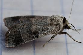 Attēlu rezultāti vaicājumam “Badhamiopsis scripta sessile”