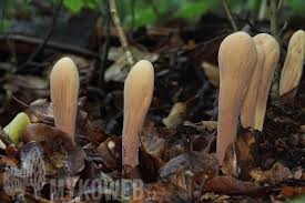 Attēlu rezultāti vaicājumam “Clavariadelphus pistillaris”