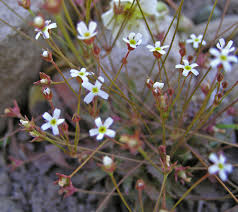 Attēlu rezultāti vaicājumam “Androsace septentrionalis”