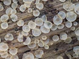 Attēlu rezultāti vaicājumam “Hyalorbilia inflatula”