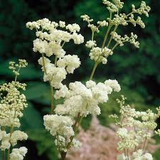 Image result for Filipendula ulmaria