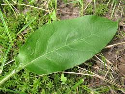 Attēlu rezultāti vaicājumam “Hieracium vulgatum”