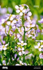 Attēlu rezultāti vaicājumam “Cakile maritima subsp. baltica flower”