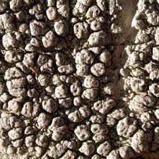 Attēlu rezultāti vaicājumam “Pertusaria pertusa”