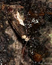 Attēlu rezultāti vaicājumam “Monopis monachella”