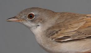 Attēlu rezultāti vaicājumam “Sylvia communis”