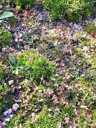 Attēlu rezultāti vaicājumam “Sagina nodosa”