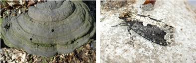 Attēlu rezultāti vaicājumam “Scardia boletella”