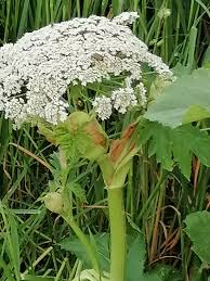 Attēlu rezultāti vaicājumam “Heracleum sosnowskyi leaf”