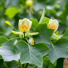 Attēlu rezultāti vaicājumam “Liriodendron tulipifera”