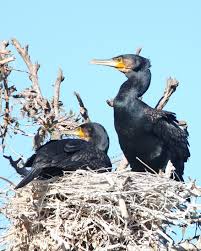 Attēlu rezultāti vaicājumam “Phalacrocorax carbo nest”