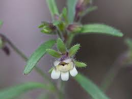 Attēlu rezultāti vaicājumam “Microrrhinum minus leaf”