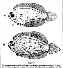 Image result for Paralichthys albigutta
