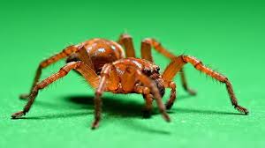 Attēlu rezultāti vaicājumam “Sparassidae”