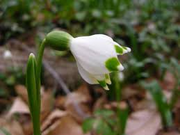 Attēlu rezultāti vaicājumam “Leucojum vernum var. carpathicum flower”