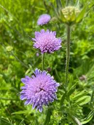 Image result for Knautia arvensis