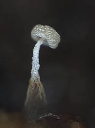 Attēlu rezultāti vaicājumam “Physarum oblatum”