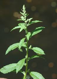 Image result for Chenopodium ambrosioides