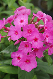 Attēlu rezultāti vaicājumam “Phlox paniculata”
