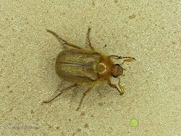 Attēlu rezultāti vaicājumam “Amphimallon solstitiale imago”