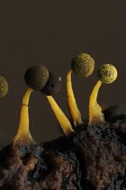 Attēlu rezultāti vaicājumam “Physaraceae”