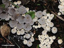 Attēlu rezultāti vaicājumam “Coprinus disseminatus”