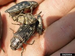 Attēlu rezultāti vaicājumam “Chalcophora mariana”