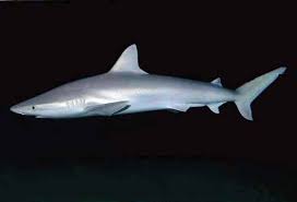 Image result for Carcharhinus isodon