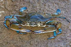 Image result for Callinectes sapidus