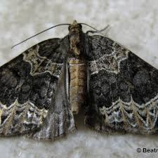 Attēlu rezultāti vaicājumam “Ecliptopera silaceata”