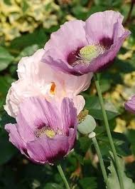 Attēlu rezultāti vaicājumam “Papaver somniferum flower”