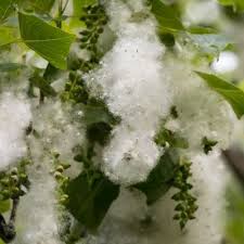 Attēlu rezultāti vaicājumam “Populus x canadensis male flower”