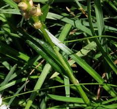 Attēlu rezultāti vaicājumam “Bistorta vivipara”