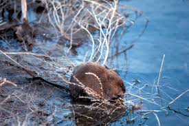 Attēlu rezultāti vaicājumam “Ondatra zibethicus”