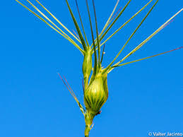 Attēlu rezultāti vaicājumam “Elytrigia repens subsp. arenosa”