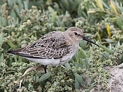 Attēlu rezultāti vaicājumam “Calidris alpina adult”