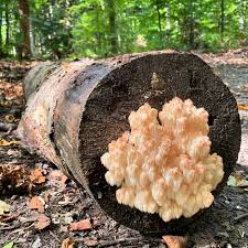 Attēlu rezultāti vaicājumam “Onnia triquetra”