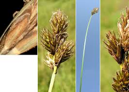 Attēlu rezultāti vaicājumam “Carex diandra”