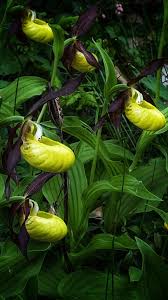 Attēlu rezultāti vaicājumam “Cypripedium calceolus”