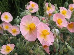 Attēlu rezultāti vaicājumam “Helianthemum x hybridum flower”