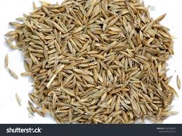 Attēlu rezultāti vaicājumam “Poa pratensis fruit”