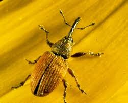 Attēlu rezultāti vaicājumam “Curculionidae”