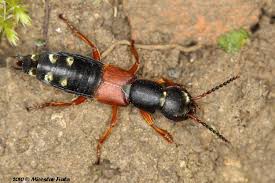 Attēlu rezultāti vaicājumam “Staphylinus erythropterus”