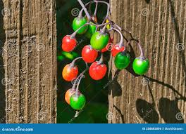 Attēlu rezultāti vaicājumam “Solanum dulcamara fruit”