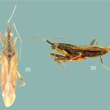 Attēlu rezultāti vaicājumam “Psallus sp. imago”