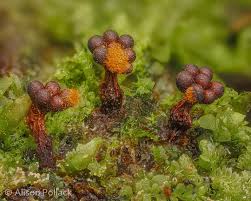 Attēlu rezultāti vaicājumam “Hemitrichia decipiens young”