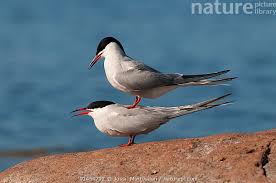 Image result for Sterna hirundo